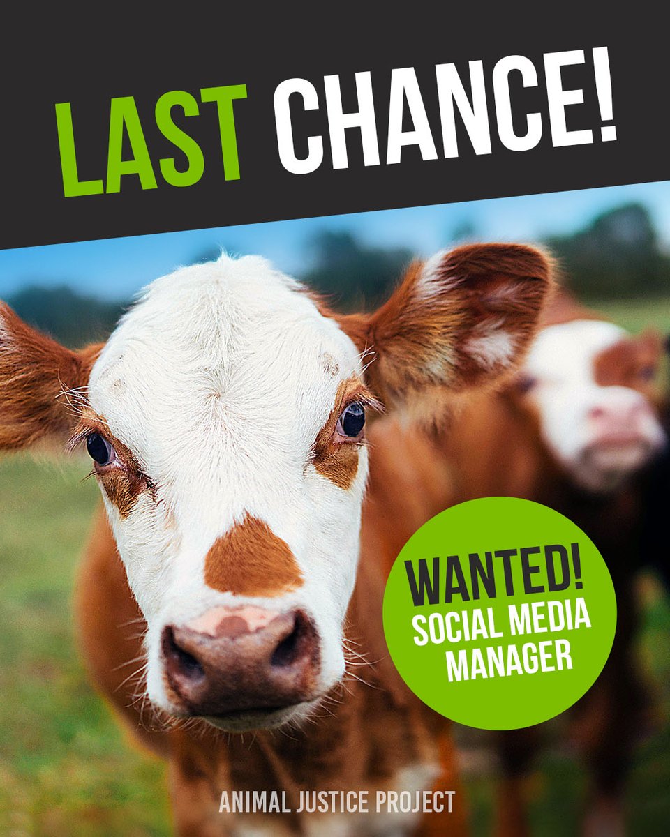 ajpReact's tweet photo. We’re hiring, and there is still time to apply!

This is the role that decides whether our investigations reach the public, or the truth stays hidden. You’ll turn undercover footage into content people can’t scroll past, build the channels that hold the animal ag industry to account, and keep the truth in front of the people who need to see it. 🧡

Animals are not ours to use. Help us make sure the world can’t look away.

https://t.co/vMt4PlEU8p

#animalrights #socialmedia #hiring