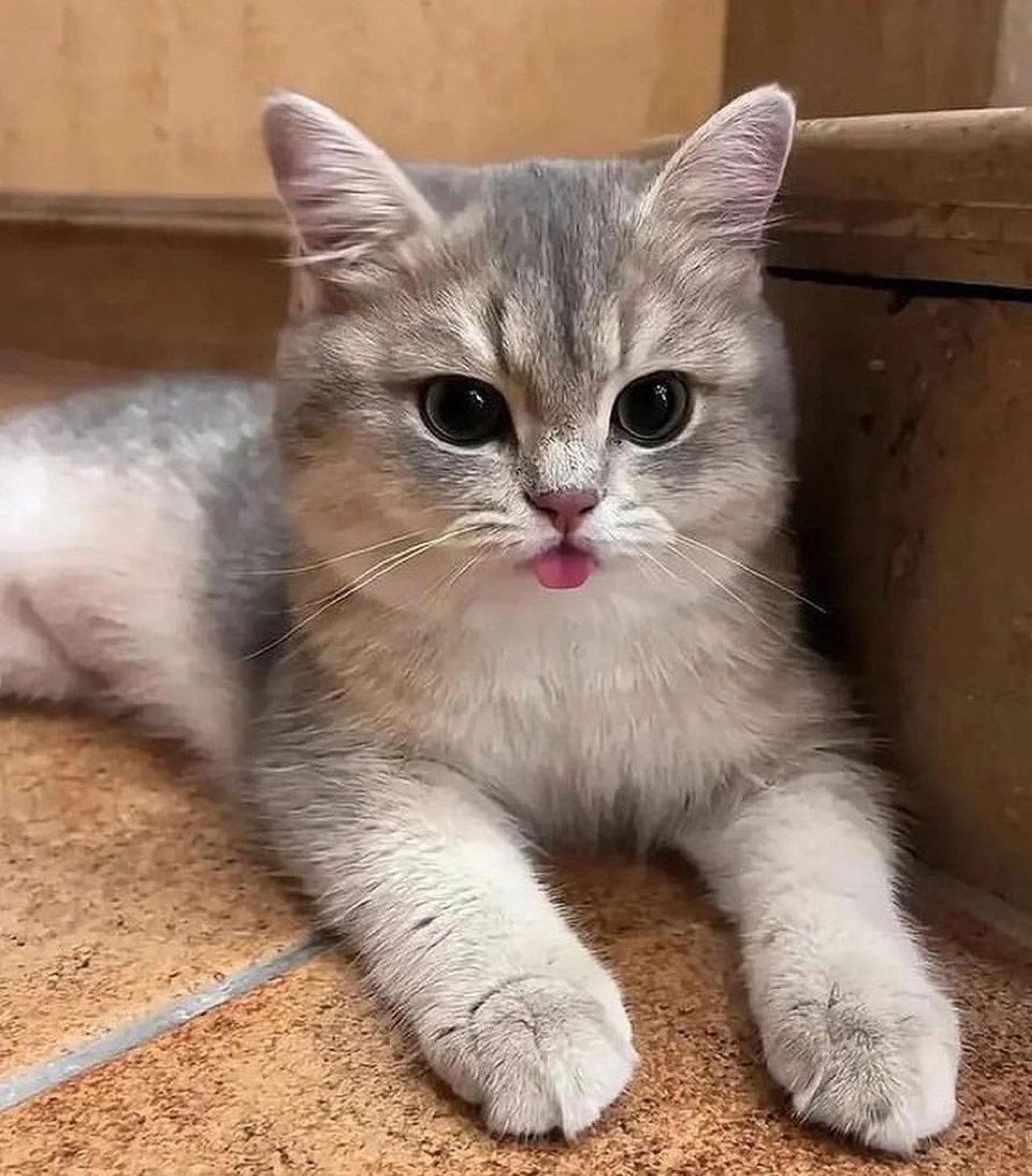 kwangsvl's tweet photo. blep~ https://t.co/ScDQ1S4Nns