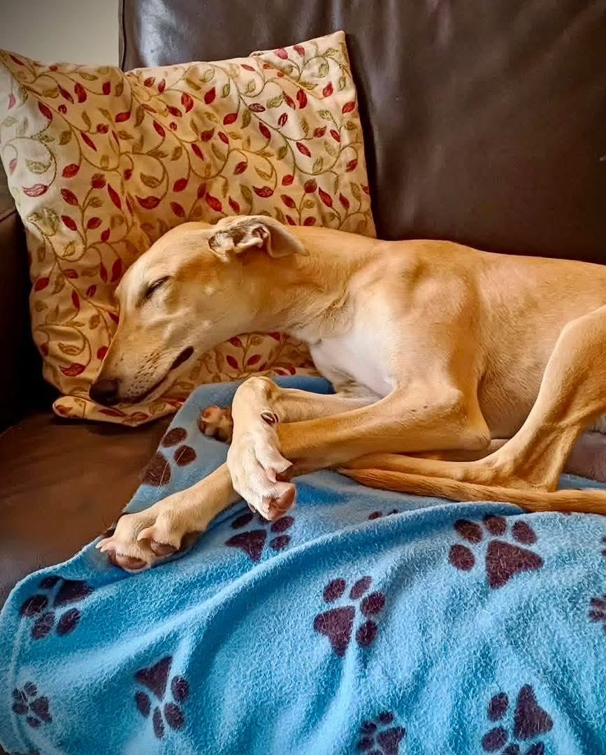LurcherSOS's tweet photo. Lovely Lyra hasn’t had a single application. 😢We know adopting a precious dog is a big responsibility but she’s worth it. 
✨ She ❤️❤️meeting people
✨ She’s respectful with visitors
✨ She gets on well with other 🐕 🐕 
✨ She must be adopted into a 🏡 with another dog pal. ❤️ https://t.co/5m59Lbptkc