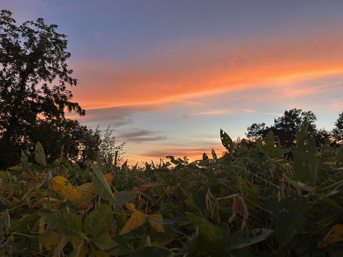 bponderWX's tweet photo. I managed to take this shot of a majestic sunset over a bean field in Missouri last night…beautiful #sunset #mowx @StormHour https://t.co/yWkERMp0Nt