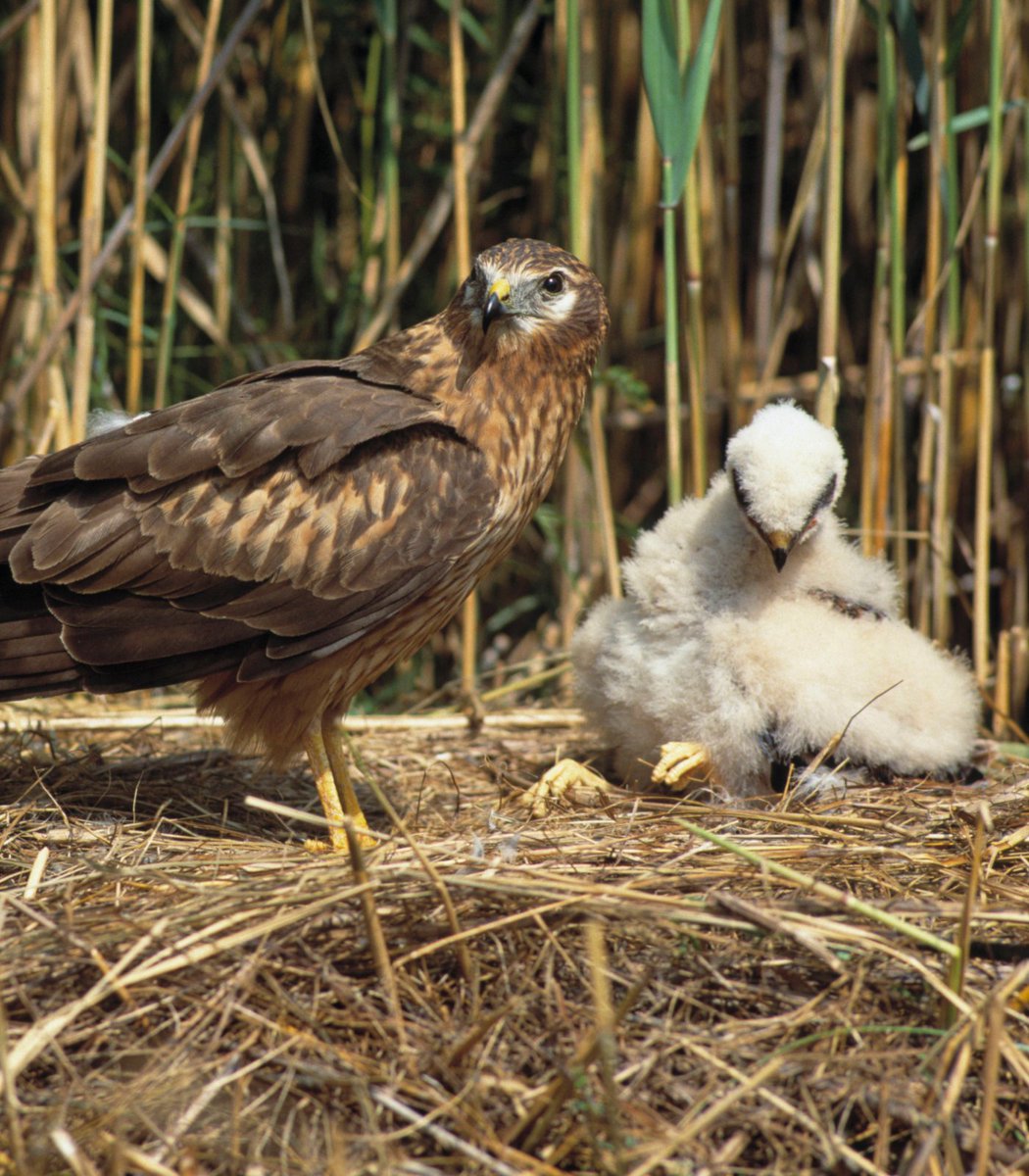 pubity's tweet photo. One bird's immaculate rizz is keeping an entire species alive in the UK.

AU is the father of 16 children, with him performing high-flying stunts that had female birds literally fighting over him. He's almost single-handedly keeping his species from going extinct in the region. https://t.co/VOGe2Eeobm