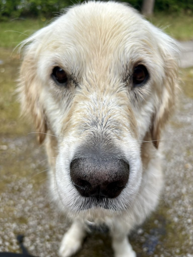 lyn_golden's tweet photo. #TheLook I give my veteran when he’s about to do something stupid that’ll get him in trouble - again! 
#thatlook https://t.co/bQdF7W2LXw