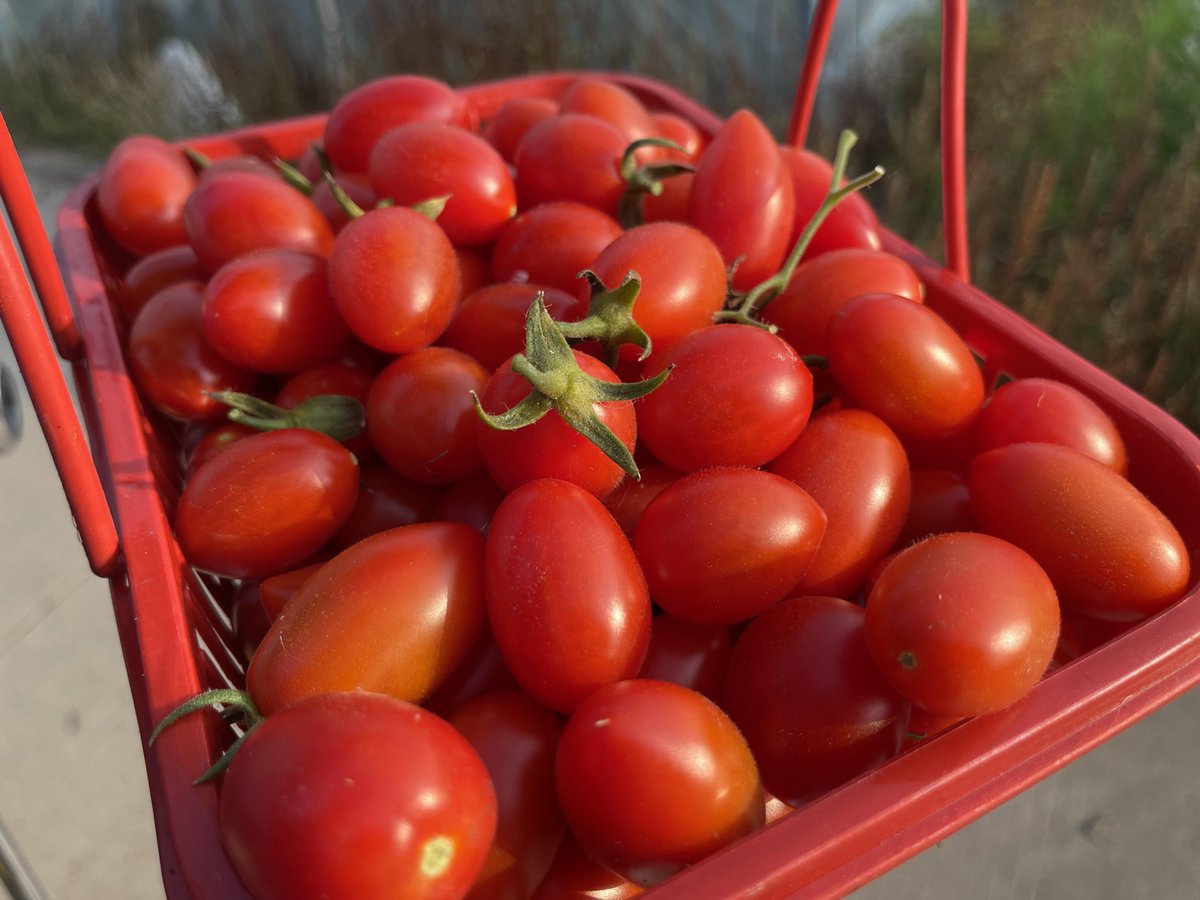 Clausoto09's tweet photo. This juicy sun-ripened cherry tomato bursts with sweet, tangy flavor—crisp texture + zero bitterness make it perfect for salads or snacking!  #FreshProveReview， https://t.co/ARynwD7W1M