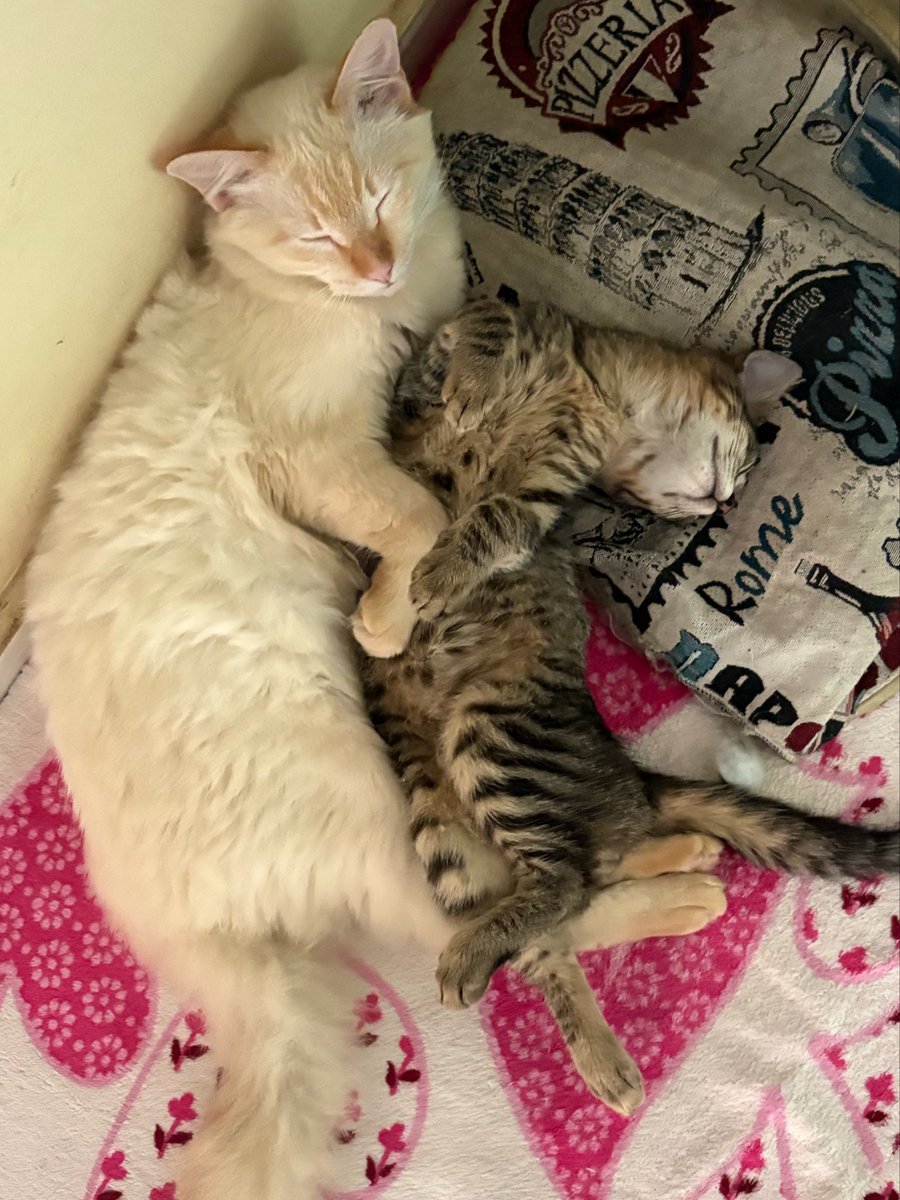 guiltyaswalle's tweet photo. todo dia eu tiro uma foto dos meus gatos deitados agarradinhos https://t.co/ez29eSjuHh