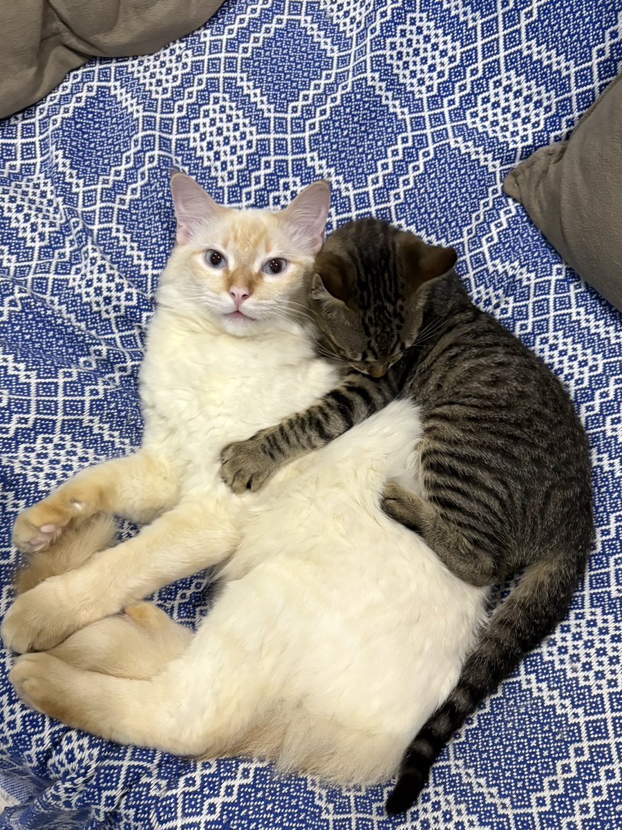 guiltyaswalle's tweet photo. todo dia eu tiro uma foto dos meus gatos deitados agarradinhos https://t.co/ez29eSjuHh