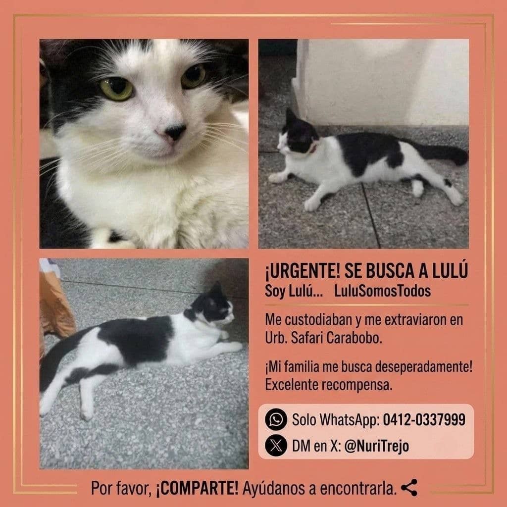 NuriTrejo's tweet photo. #30Ago. Seguimos buscando a Lulú en Safari #Carabobo y zonas cercanas. (🇻🇪). ¡Excelente Recompensa! Contáctanos en la imágen 👇#EncuentraALulu.
#NoAbandones. #NoLosMaltrates #SiTeLoHicieranATi? #AdopcionResponsable 🐶🐱...
¡Lulú Somos Todos! https://t.co/GJTu22T37C