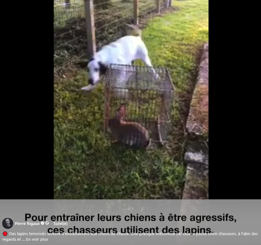ChasseAbolition's tweet photo. Lapins terrorisés servent d'entraînement aux chiens de #chasse. Pratique méconnue car cela se passe entre #chasseurs à l'abri des regards et des contrôles de l'#administration.
Merci à la personne qui a transmis ces images et qui souhaite rester anonyme.
https://t.co/4oUtKLaNDv https://t.co/gDiAbz865X