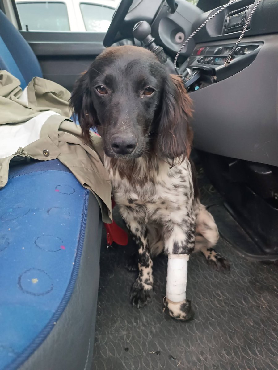 BRINDILLE851's tweet photo. 30 million d'amis
Lali Ves 
Partagez dans le département 44
Ceci est un partage
Pet Alert 44 (Groupe Officiel)
So Phie · ·
Bonjour je viens de trouver ce chiot sur un banc de sable sous le pont entre oudon et Champtoceaux. https://t.co/2XuETZQhFQ