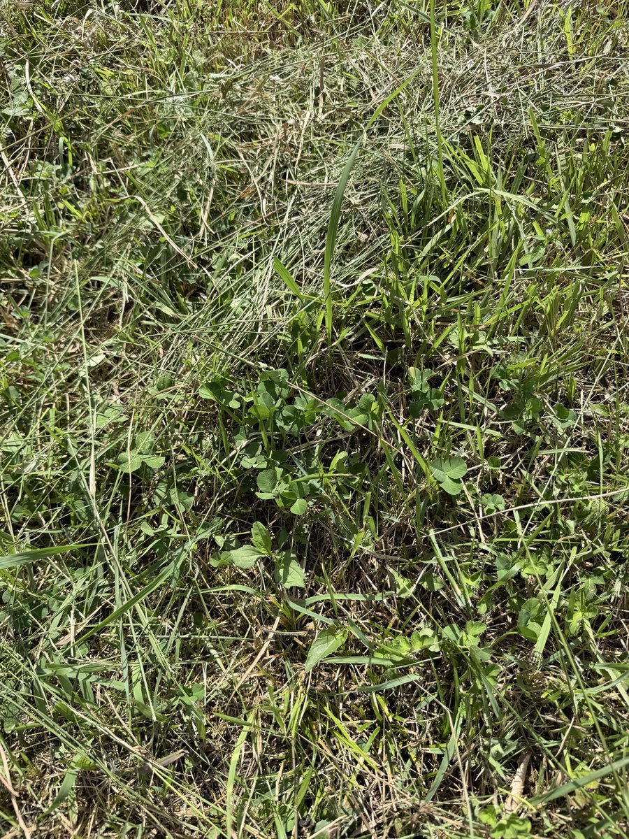 NissyanT's tweet photo. 8/29
耕作放棄地の草刈りをしました
今年から高く刈ることを試しています
数年後には低い草たちに変わっていくはずはずです。
数回で少し様子が変わって来ました https://t.co/kJWLGfmrNj