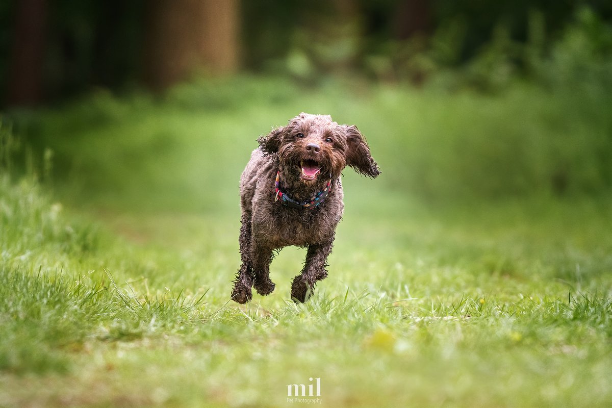 MillersImage's tweet photo. Here's Kobe, a four year old Cockapoo who had so much fun in the forests of Windsor Great Park in Berkshire, as you can see!
#dogs #dogsoftwitter #dog #cockapoo https://t.co/of8hPm1k2p