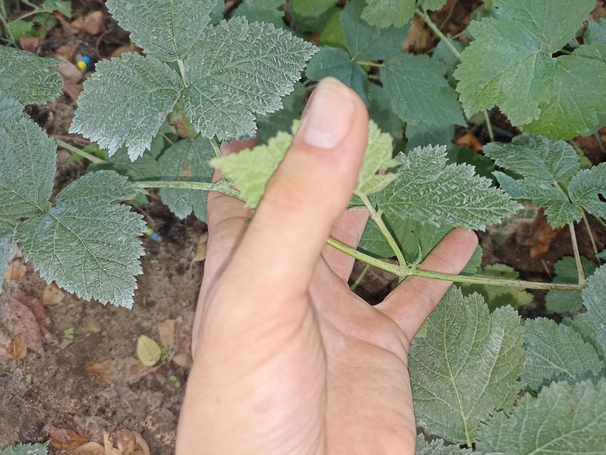 RegotekEth's tweet photo. Rubus Caesius x Rubus Idaeus - hybrids

2 hybrids

same parents

2 different results

green and thornless -  from Caesius seedling

red thorned stem - from raspberry seedling https://t.co/wT76NQ0JSv