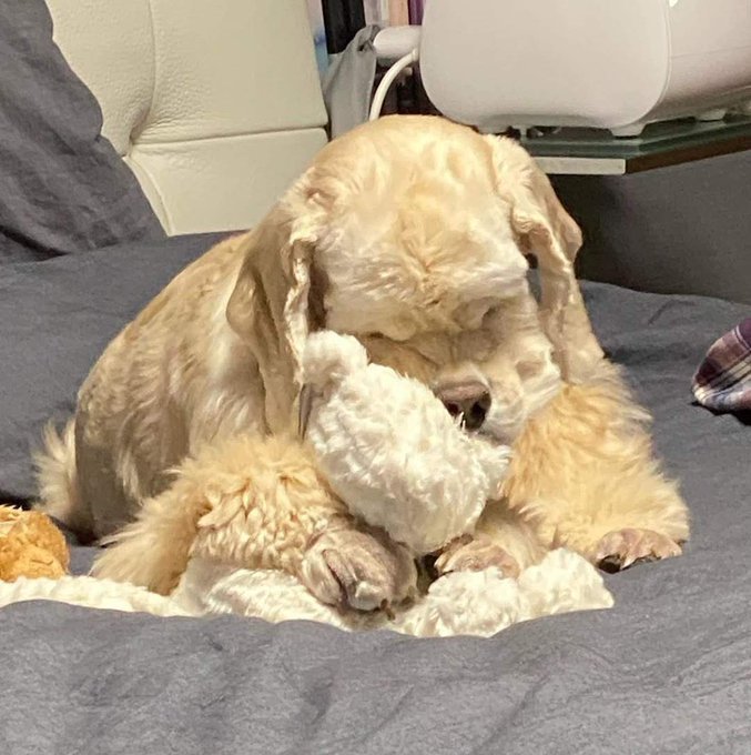 uranusjen's tweet photo. como que pode eu sentir tanta saudade de um cachorro que nem era meu? 😭😭😭😭😭😭 https://t.co/WlxN0DI2OY