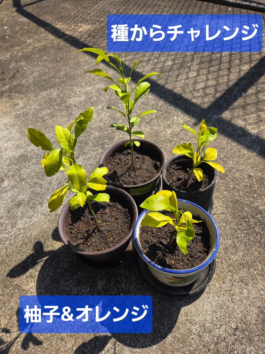 BellaVehrsfgsi's tweet photo. 15 months after starting from seeds last New Year! Yuzu on the left, orange on the right. There’s quite a difference in growth (lol). https://t.co/QQMn1tRv8n