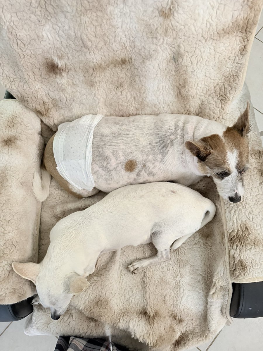 DolphinWave's tweet photo. Look at these lazy bums in my house. Love them so much. https://t.co/MfROSiBT49