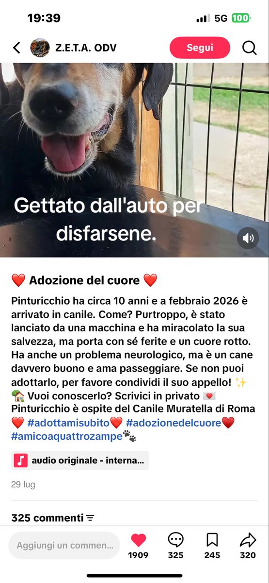 annamariamoscar's tweet photo. É a Roma, non c’è un numero di telefono, se qualcuno fosse interessato contattare il canile Muratella 🙏❤️❤️🙏❤️❤️🙏❤️❤️ https://t.co/qBwZ6Y8rpk