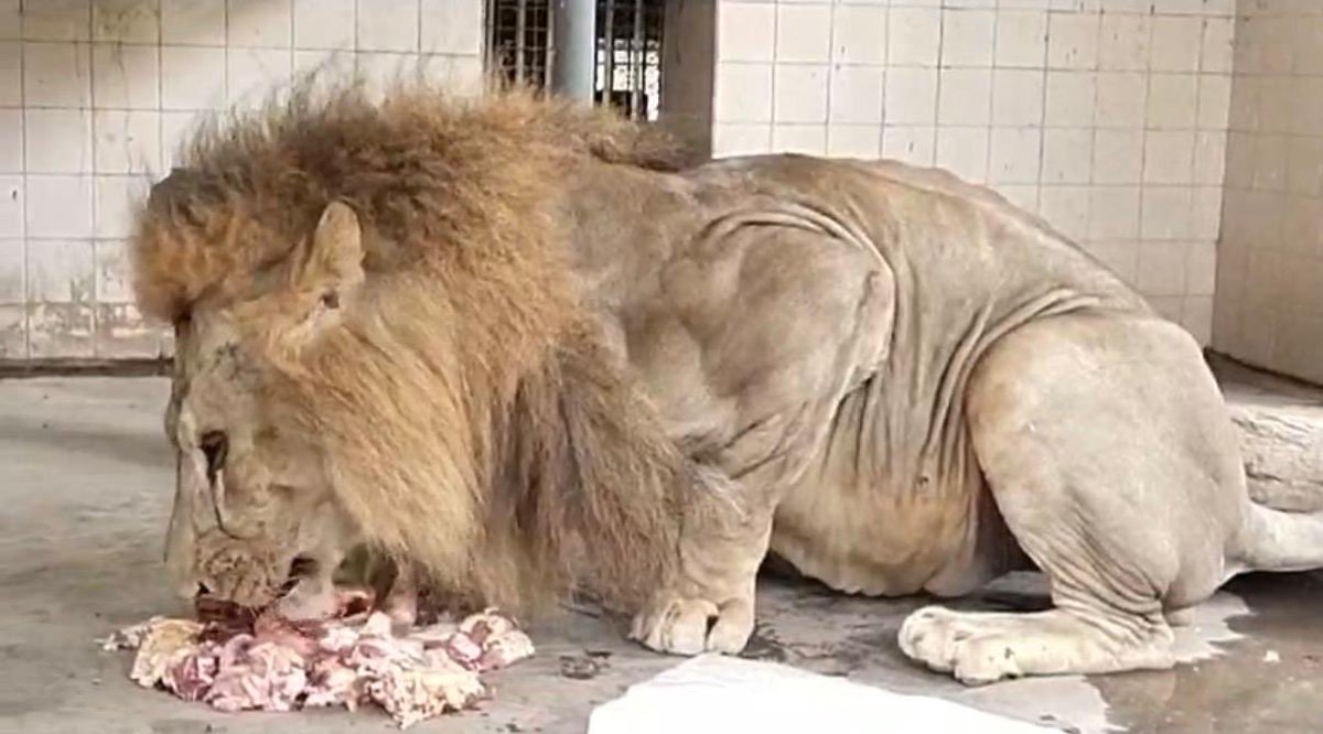 anikasleem's tweet photo. Shocking cruelty A lion suffering from severe mange, reduced to eating off a bare cement floor inside a jail like enclosure at @KarachiZoo . This is not conservation 🦁 deserve dignity, proper care, and environments that meet their basic needs💔 @murtazawahab1 #FreeTheWild https://t.co/7bmuL6ZLVG
