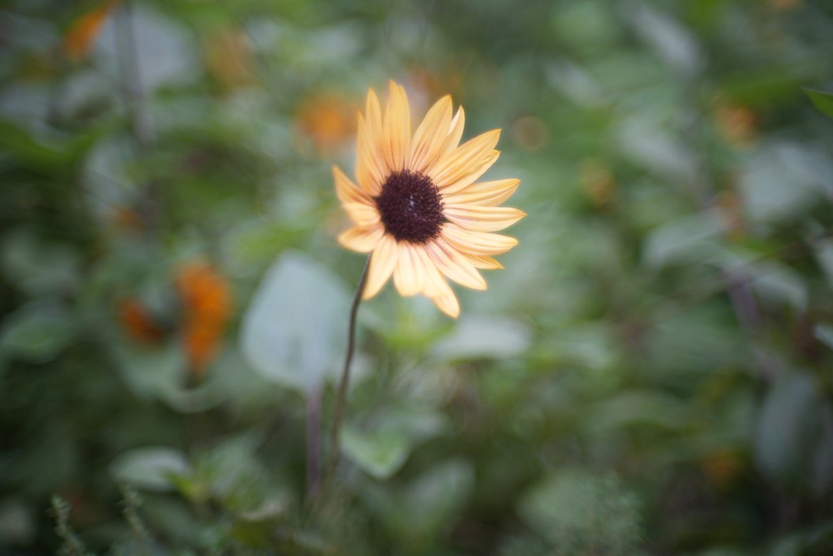 SamtecG's tweet photo. 小さなひまわり

#photograghy 
#α7IV 
#nikkor 
#これソニーで撮りました　
#キリトリセカイ 
#ファインダー越しの私の世界 
#写真好きと繋がりたい　
#オールドレンズ
#東京カメラ倶楽部　
#ふぉと https://t.co/g5wP3FBBCG