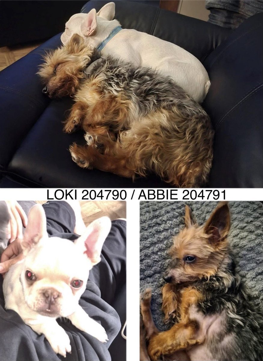 MissingPetsGB's tweet photo. 🐕🐕 URGENT PLEASE SHARE! MISSING DOGS

Please help us bring LOKI &amp; ABBIE home to their family. They were last seen on Carnforth Street #Manchester #M14 27 August 2026 &amp; their family are extremely distressed &amp; worried #stolendoghour
🙏 PLEASE SHARE THIS POST AS WIDELY AS POSSIBLE https://t.co/WRe8o1TNFA