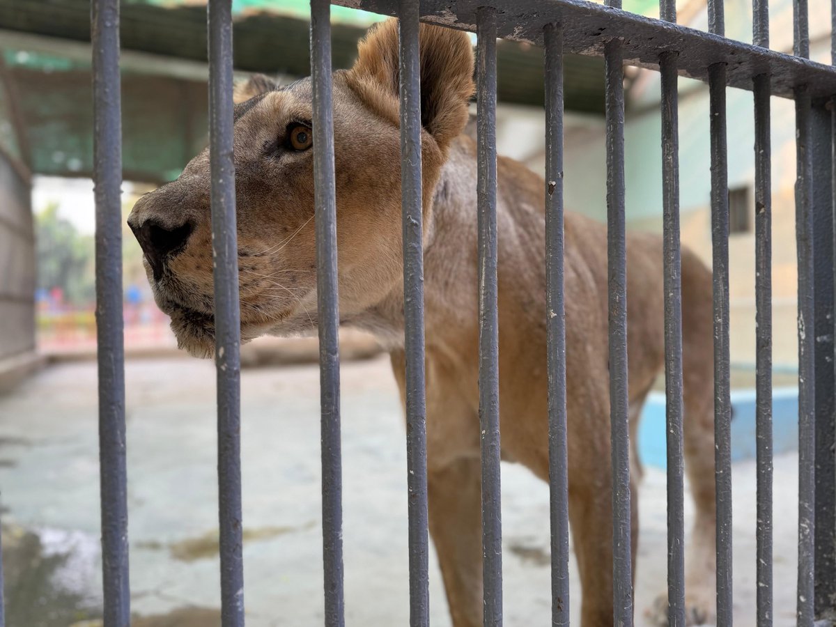 anikasleem's tweet photo. Lions are suffering @KarachiZoo due to inbreeding no medical attention in an absolute DUMP ! No access to water and at time no food WHO WILL REPORT WHERE IS THE MEDIA WHERE ARE THE SENATORS?#FreeTheWild https://t.co/eFNWrfdN6C