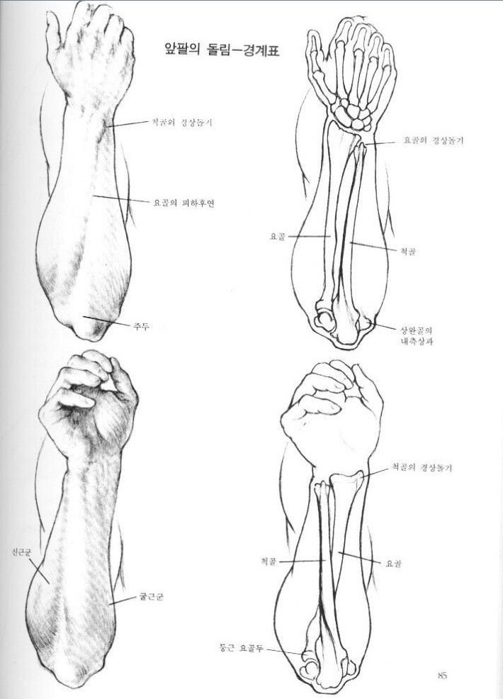 LimboSketch's tweet photo. Forearms in detail https://t.co/KIeqAvUzTm