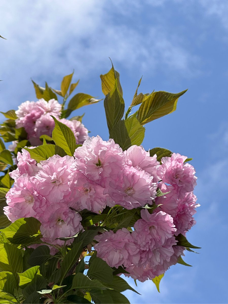 heavenWILLburn's tweet photo. Warm sunshine, gentle breeze, and blooming cherry blossoms  Perfect spring afternoon to grab an iced coffee and unwind! https://t.co/o5Zd108Alt