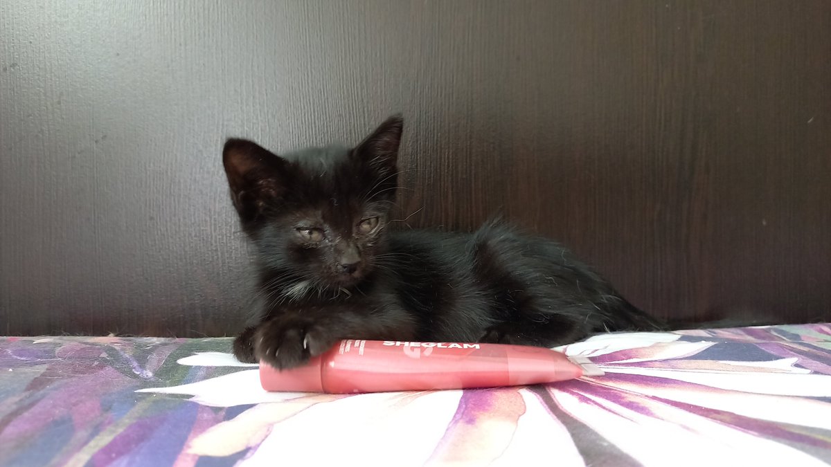 KittyGalore2021's tweet photo. شیرخشک بچه گربه برای زاغی چه برندی بهتره؟ نوبی ۱۴۰۰، جیم‌کت ۲۵۰۰، بیفار ۳۹۰۰، رویال پنج تومن؟ جیم کت خوبه بگیرم؟ https://t.co/qaRa1XSDAs