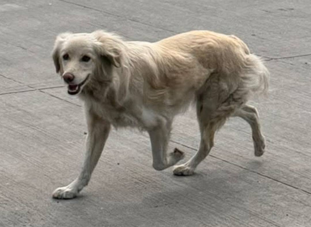 eltuitdemarsh's tweet photo. Buscan a Keyly, perdida el 31 de julio y vista por última vez en la comuna de San Bernardo. Si alguien la ve, favor intentar retener y comunicarse al +56994528571. Favor RT!
#Santiago https://t.co/SYNMYRLYuW
