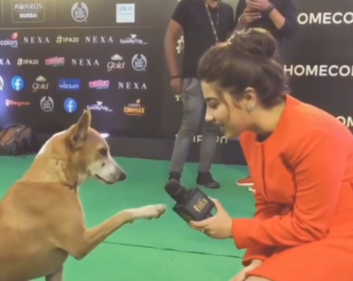 urlocaldoggy's tweet photo. Red carpet moment https://t.co/Akmwirhowg