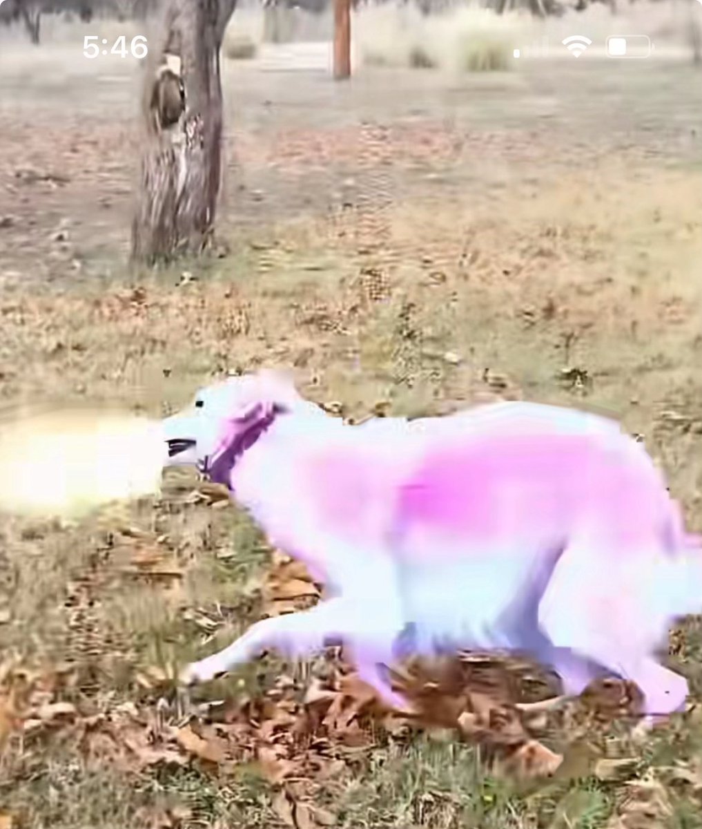 roshii's tweet photo. WAIT THIS IS ACC GOOD 

New dog meme just dropped on tiktok 

1.6M likes in just ONE day and 5.6M views: https://t.co/DKzzjN1hXJ

Everyone in comments memeng it

I remember we previously had spinning gorilla and spinning cat running both to millions 

PinkSpinningShootingDog500 (same breed as loong dog) 

$ORA (normie ticker lol)