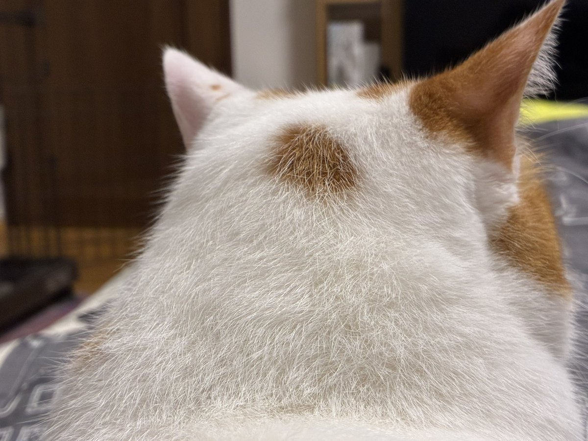 nice_cat_good's tweet photo. おもちの首周り、フェルトみたいなちょいゴワつき具合がたまらんのよ https://t.co/Nj9EamLQG9
