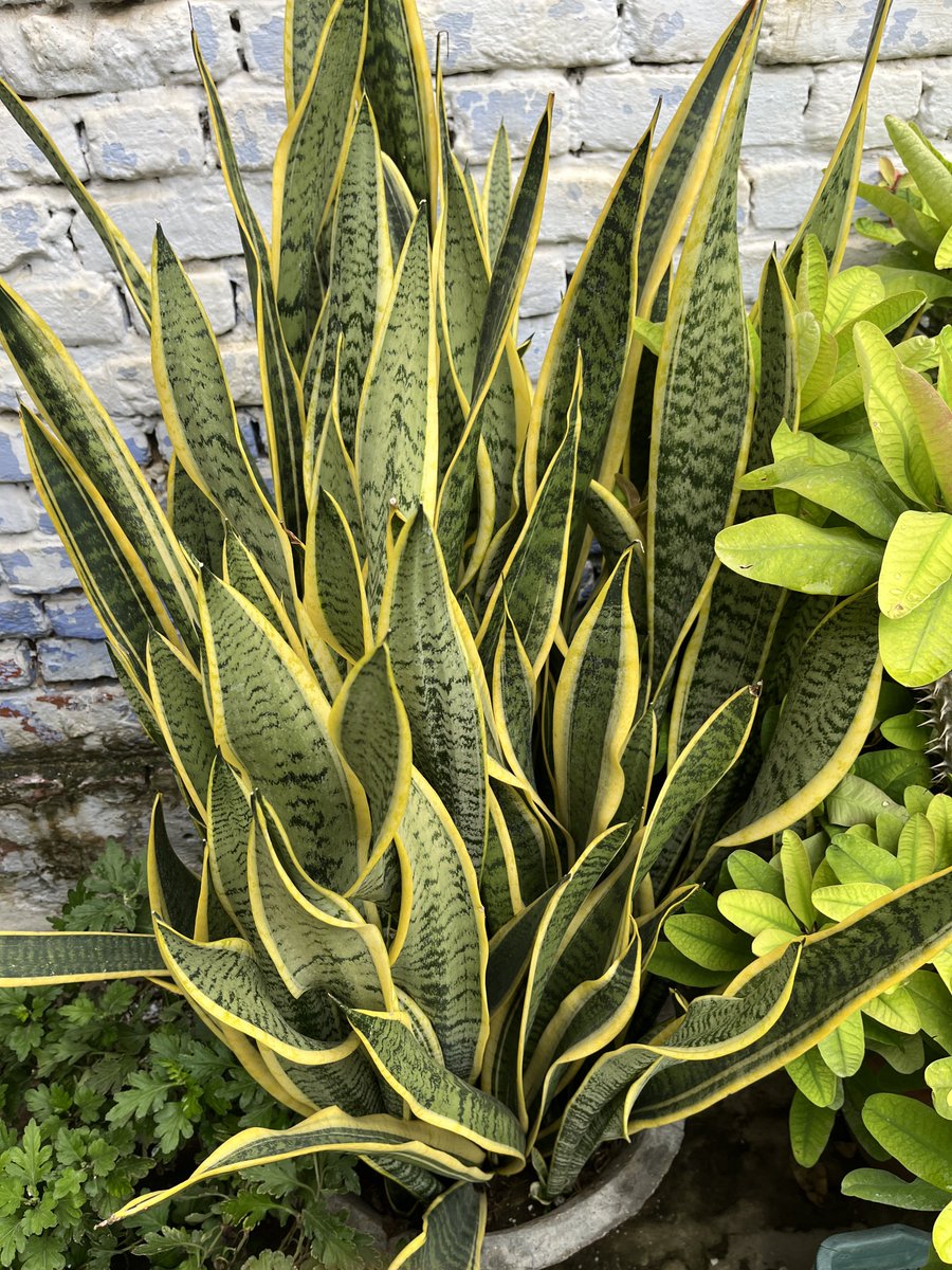 GoldenGreen99's tweet photo. My Snake Plant 🌱 https://t.co/iZoSoh2Ld3