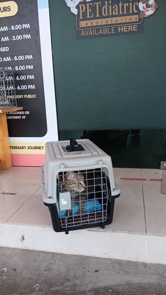 annacatfeeding's tweet photo. Can you help 🙏 Jasmine 🙏 
Jasmine have been spayed abort.
We hope that Jasmine will be able to have a new home 🏡 once she recovers.We don't want to release her due to limited source of food &amp; water. Can you help 🙏 Jasmine
Maybank
001084517397
Suhana Othman
Ref Jasmine https://t.co/NORPCesMVa