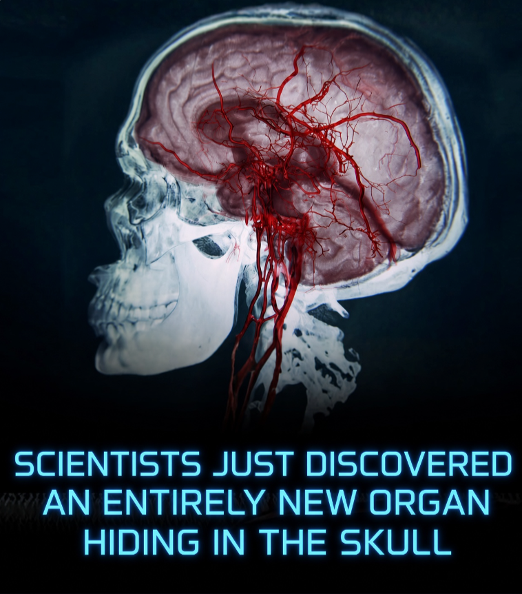 Rainmaker1973's tweet photo. Researchers have uncovered a previously unknown immune structure located within the human skull.

A team of biologists from Washington University School of Medicine in St. Louis has located an overlooked immune organ embedded in the bone marrow of the cranium. For many years scientists assumed that the brain’s protective immune mechanisms operated in complete isolation from the rest of the body, thereby shielding delicate neural tissue from potentially harmful immune activity.

The new findings demonstrate that minute vascular passages extend from the brain, cross the outermost protective membrane, and connect directly with the marrow inside the skull.

Using these pathways, the investigators followed molecular signals into formations that closely resemble the germinal centers of lymph nodes. These sites function as specialized training zones in which immune cells proliferate, identify targets, and prepare to combat invaders at the earliest stage of an assault.

To examine the practical importance of the system, the scientists altered the lymphoid formations in mice bearing glioma, an especially aggressive form of brain cancer. When they stimulated the skull-based immune centers by applying a hydrogel containing specific proteins beneath the scalp, the animals mounted a markedly stronger anti-tumor response and lived significantly longer. In contrast, interference with the same structures allowed the tumors to expand without restraint.

Because comparable follicular helper T cells have already been observed in human skull marrow, the investigators believe analogous defensive hubs are present in people. Should further work confirm this, the discovery may transform treatment approaches for brain tumors, Alzheimer’s disease, and Parkinson’s disease by enabling physicians to stimulate cranial immune centers non-invasively through the scalp and thereby avoid invasive brain operations.

[Park, Jang Hyun, et al. “Functional Role of Skull Lymphoid Structures in CNS Immunosurveillance.” Nature (2026). DOI: 10.1038/s41586-026-10951-4]