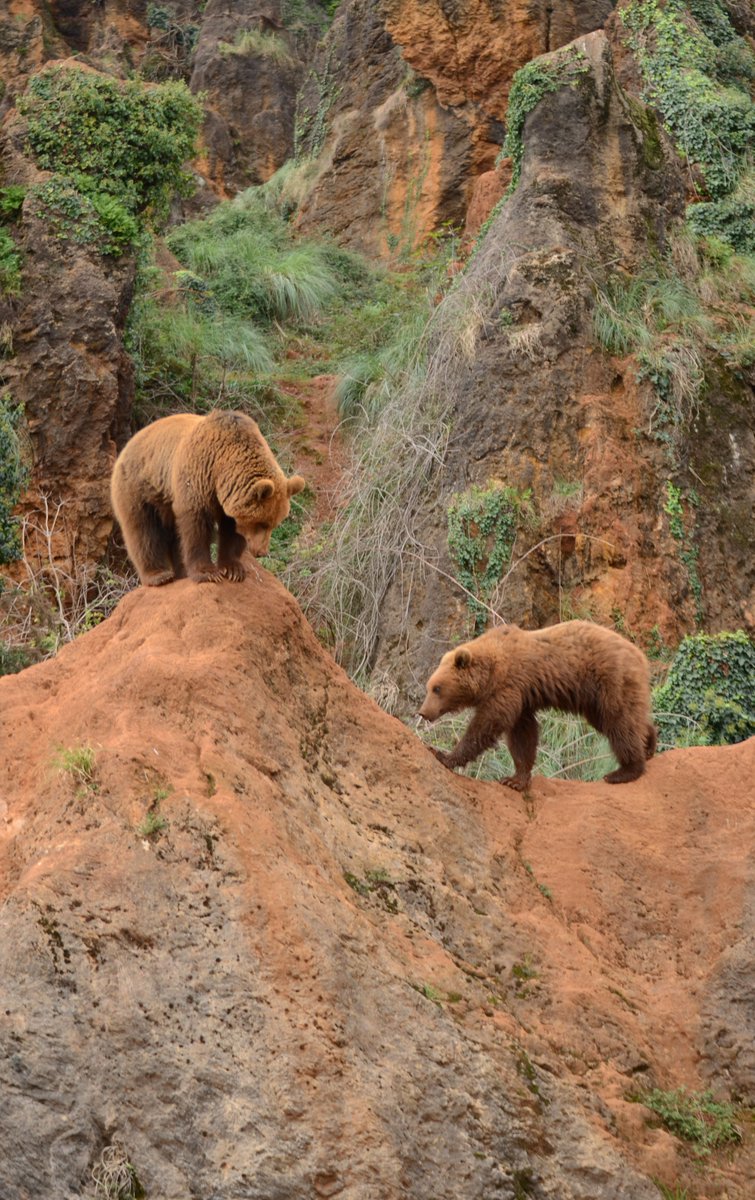 camphunt_hikger's tweet photo. 🐻🏕️ Stay prepared for your next outdoor adventure with Bear Repellent! As part of your hiking, camping, and backcountry safety gear can explore with greater peace of mind. 🌲🥾
🔗 Link: https://t.co/bHU7KZDkLp
#BearSafety #HikingGear #CampingGear #OutdoorSafety #Backcountry https://t.co/pX0emJDbGL