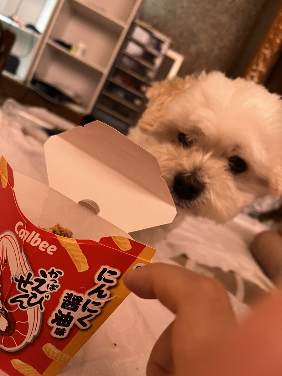 e_ri_0's tweet photo. こんばんは
背中が痛すぎてシップを貼り、痛すぎて寝れないので眠剤をかきこみ、今起きました
#犬 #犬との生活 #犬がいる幸せ #犬が好きな人と繋がりたい #マルプー
#ローソン https://t.co/ZlUZS40AQa