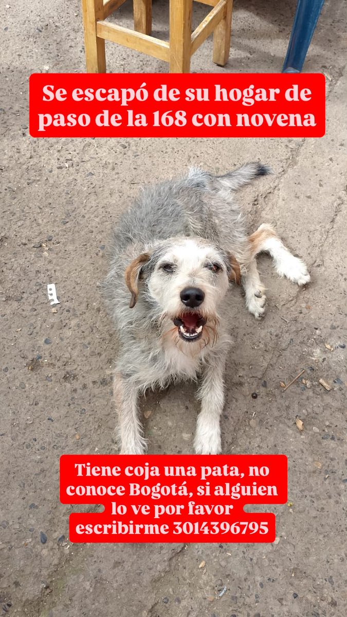 gelitoazul's tweet photo. Gente URGENTE SE PERDIÓ CHESTER DE SU HOGAR DE PASO. EN LA CALLE 168 con 9. En Bogotá. No conoce Bogotá. Es un viejito de 7 años recién rescatado.cPor favor ayuda!! RT. No tiene ninguna identificación. 🥺🥺🥹 Mi mamá está desesperada. https://t.co/rde7m56AEn