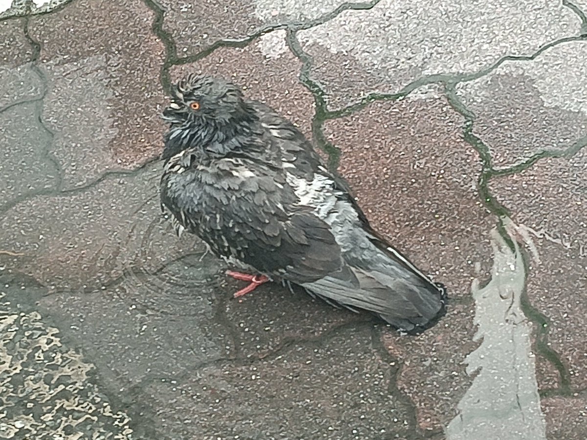 fuyuti_08's tweet photo. ビショビショの鳩いた https://t.co/5WTE7xAjpX