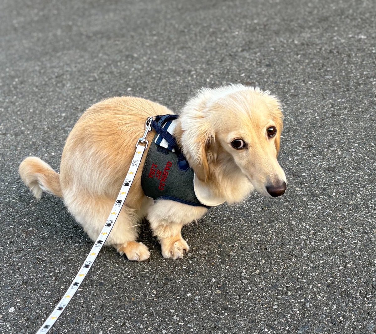 roidog0229's tweet photo. ミニチュアダックス 顔 無加工 ありえない https://t.co/eE3HrhJQE6