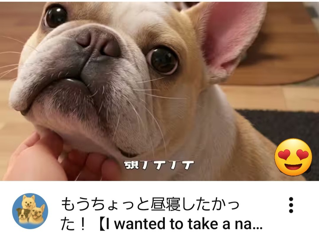 hanahana111111's tweet photo. YouTube更新しました
最新の動画はコチラです
⬇️
もうちょっと昼寝したかった!▶️https://t.co/ZsdbWU3V2T
#いいね #RT #ありがとうございます #ご視聴ありがとうございます #感謝 🙏 #frenchbulldogs #frenchbulldog #dogs #可愛い #cute #犬のいる暮らし https://t.co/Q5FjjydCDz
