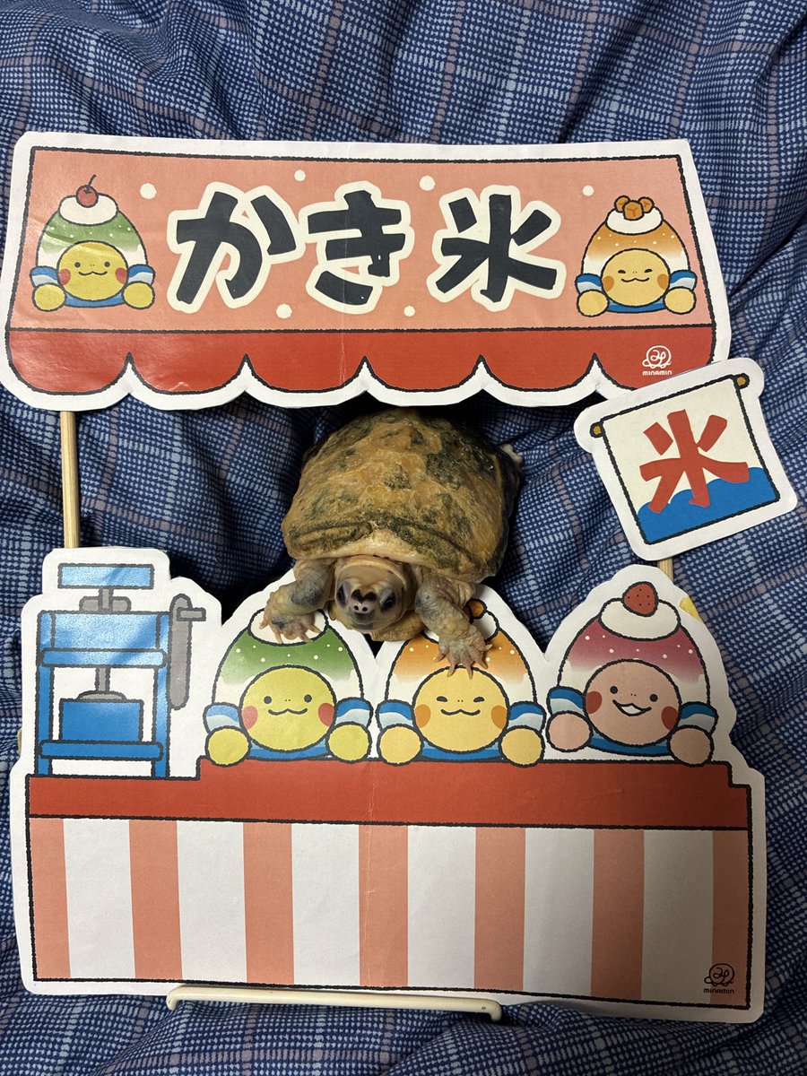 kou_ki_'s tweet photo. 八重山みなみんさん@yaeyamaminamin のネップリを利用して、うちの子たちで夏の出店ごっこをしました！
まずは、カメ🐢！！
水槽から出ることがないので、緊張した面持ち！
でも、立派に店番してくれました！！！ https://t.co/tPvExBocF1