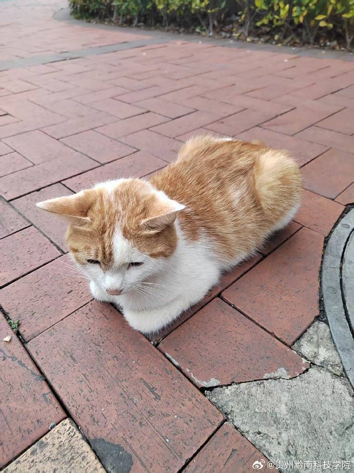Wannnn02734555's tweet photo. Sunny street afternoon, cats napping on shop steps. Small joys hit different. https://t.co/VNnccLAEFr
