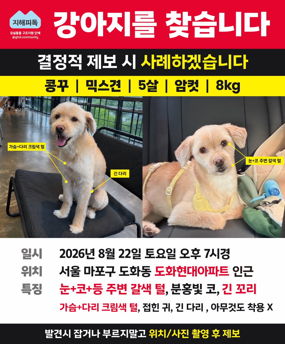 plaide's tweet photo. 마포구 도화동에서 유실된 콩꾸를 찾아요. 동물농장에도 나왔던 멍이래요 ㅠㅠ https://t.co/KhgAJfsnsU