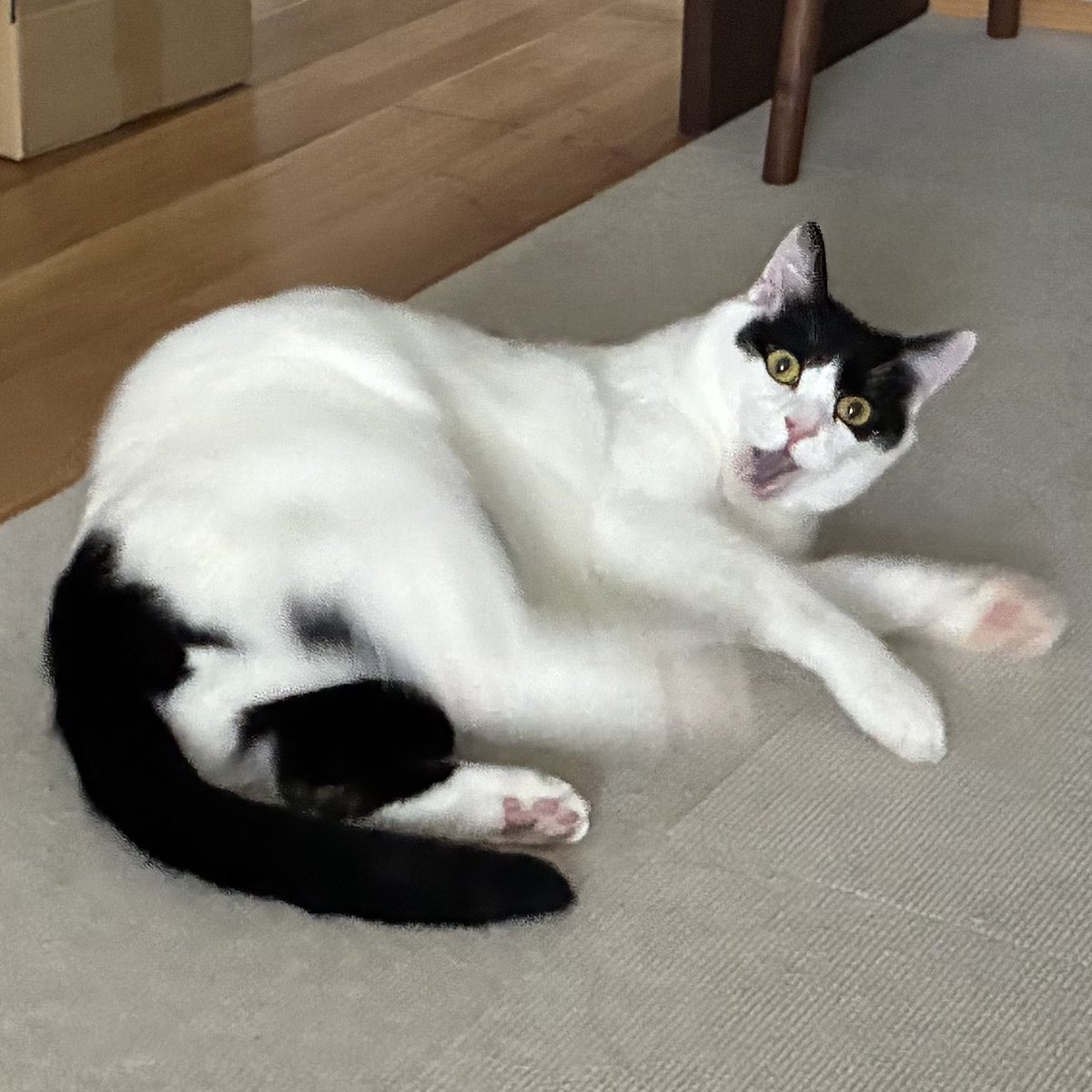 nice_cat_good's tweet photo. @georgeszzn お前のかわいい猫も見せて https://t.co/1Osg8mjOLt