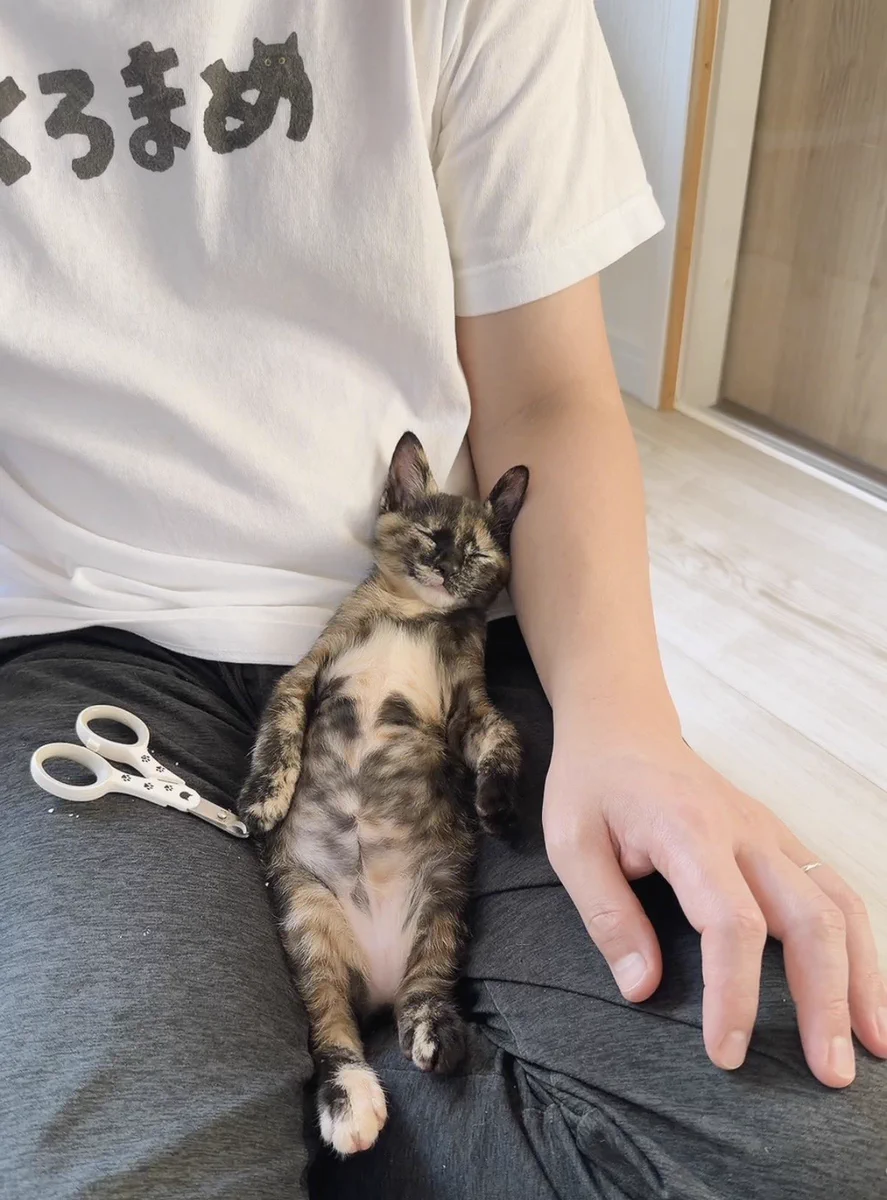 こねこ屋様♡ありがとうございます♡ Reposts by 子猫のへや (@konekono_heya) / X