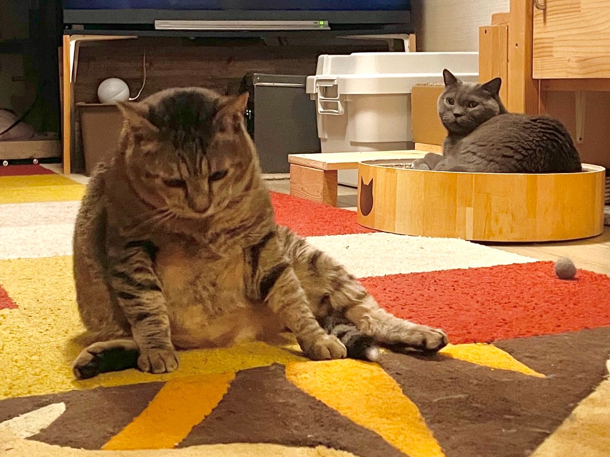 nyaaa_____nchu's tweet photo. 玉で遊んでただけなのにお兄ちゃんに殴られて落ち込んじゃった https://t.co/AC06D24sIp