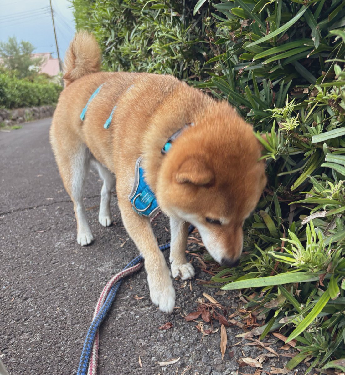 inusankoinusan's tweet photo. 狸っぽいナニかが横切ったので探索するいぬ https://t.co/59XdHFZugO