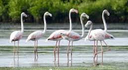 NityJayaraman's tweet photo. Kovalam wetlands host 15k birds during monsoons: Citizen Matters

No world-class city without birds. @CMOTamilnadu 
#ScrapMamallanReservoir https://t.co/Jfi2cdJhTF