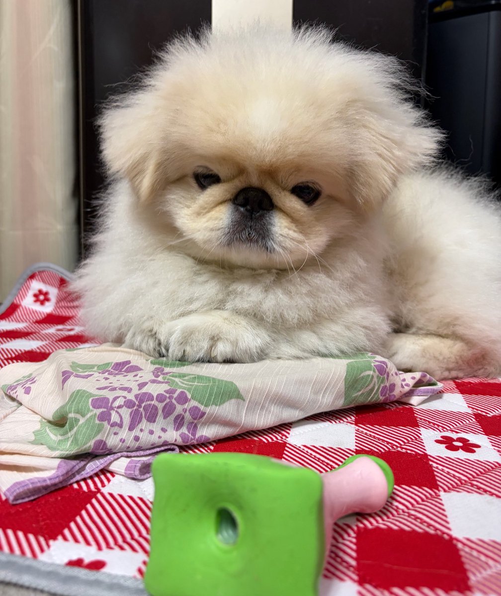inugairu706's tweet photo. 犬ではない何か https://t.co/b3LsxiaKRt