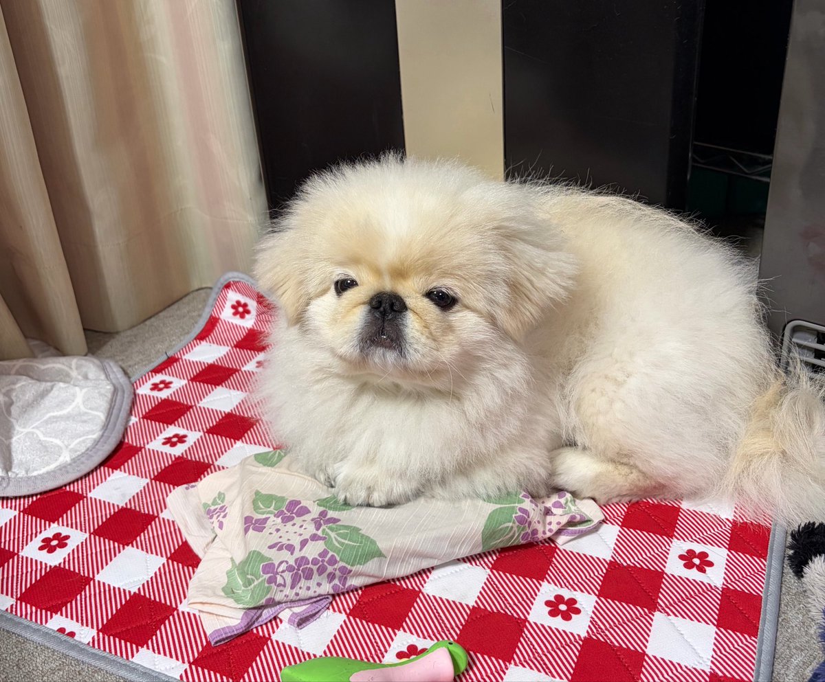 inugairu706's tweet photo. 犬ではない何か https://t.co/b3LsxiaKRt