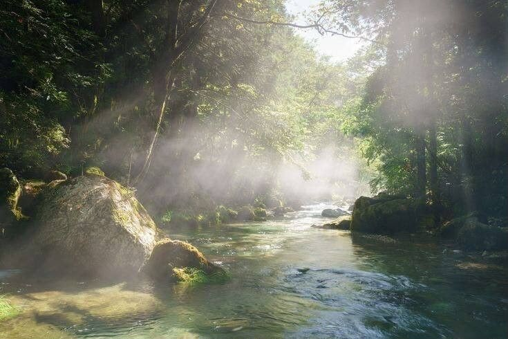 reminiscinbby's tweet photo. the forest breathing in light https://t.co/uuSDmLwST3